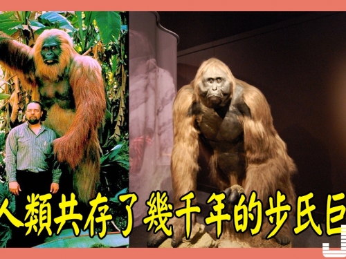 與人類共存了幾千年的步氏巨猿
