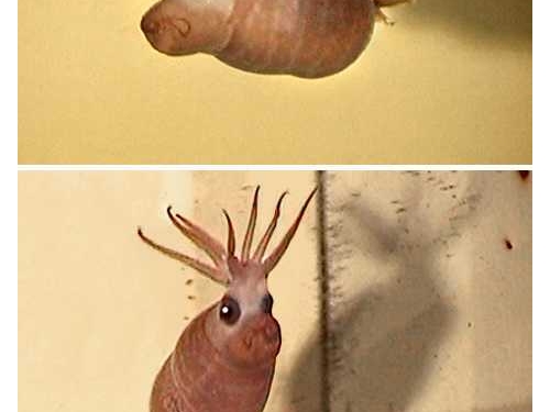世界上奇異的八種魷魚