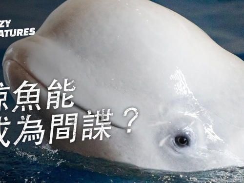 鯨魚能成為間諜嗎？| 奇怪動物紀錄片