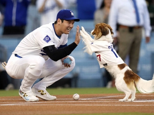 MLB》愛犬加持道奇奪勝！ 大谷翔平搖頭娃娃日開轟再締生涯新猷