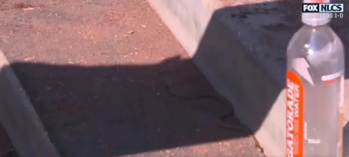 MLB》大谷翔平嚇一大跳！道奇休息區驚見蛇　他反應超淡定：曾看過鱷魚