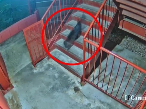 日本宮城民眾通報熊出沒 警 方一查監控...比較肥的「大貓咪」