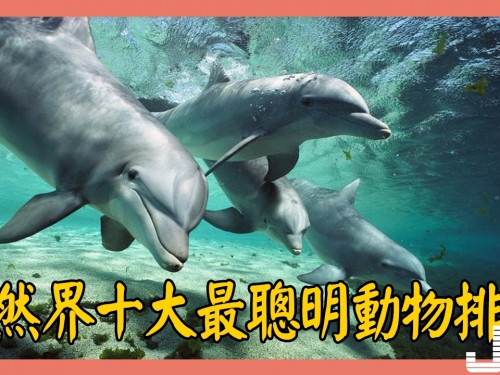 自然界十大最聰明動物排行：人類也得跟它們學
