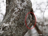 猜猜我在哪？與自然融為一體的貓頭鷹