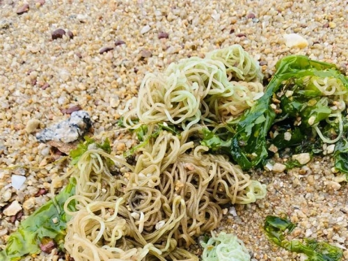 有人亂丟食物？金門海灘見「一團涼麵、透明蒟蒻」內行揭真相