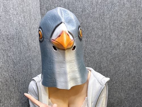經紀公司ACT的頂級新秀！這隻鴿子有大事宣布！