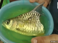 街邊看到這條只剩一半的魚，竟然還活著，而半年後的情況更讓人驚掉了下巴