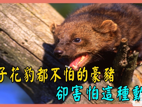 獅子花豹都不怕的豪豬卻害怕這種動物，不愧是平頭哥的親戚