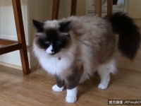 買房愛上屋主「藍眼貓」　多花370萬連房子一起買