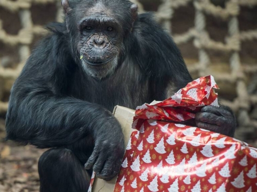 黑猩猩沒有人權 美法院裁定：須留在動物園