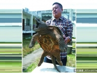 重慶男子在池塘釣獲20公斤凶猛大鳄龜