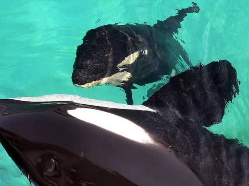 為防母子亂倫 法國海洋公園竟幫虎鯨「打手槍」