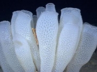 地球上最長壽的動物壽命竟能長達11000年之久，令人驚訝!