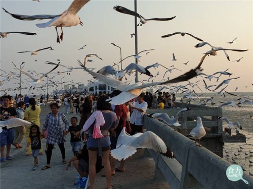 海鷗為何會跟你搶食？研究證實：牠真的比較喜歡你手上的食物