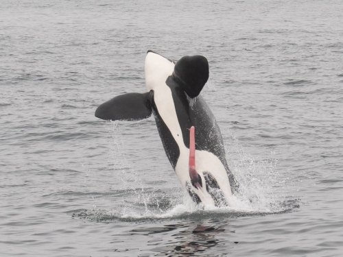 野生虎鯨躍出海面「超巨口紅」太搶眼 網一看全臉紅