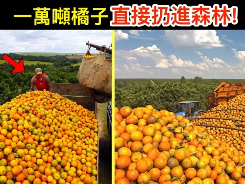 他們將一萬噸的橘子皮扔進森林，結果16年後返回時震驚了