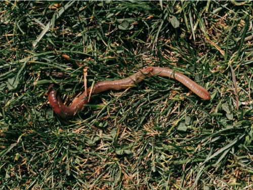 越南人行道竄出「大量蚯蚓集體曬死」　學者：恐是警訊