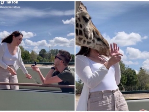 亂入求婚現場！她等男友套婚戒 下秒慘遭長頸鹿「打臉」