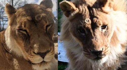 年邁老母獅竟突然長出鬃毛 動物園管理困惑