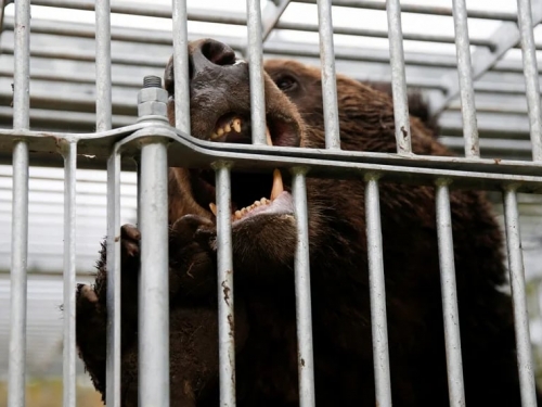 日本今年熊襲7人喪命…創2006年以來新高 專家點2關鍵原因