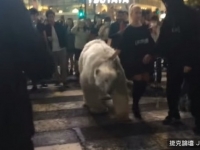 涉谷街頭有「熊」出沒？　俄羅斯女牽北極熊逛街