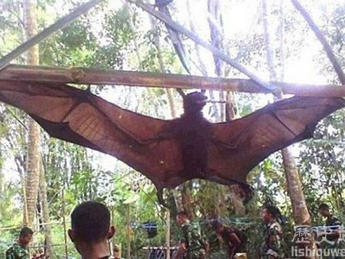 世界上最大的蝙蝠竟和成人一般高