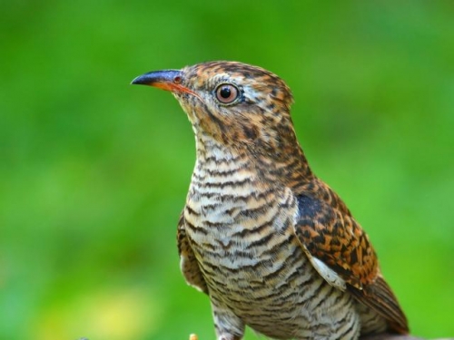 又壞又懶又奸的鳥，幾乎毫無善良之心，卻被人們稱讚千年