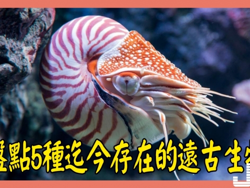 盤點5種迄今存在的遠古生物，第3種已即將滅絕