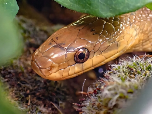 氣候變遷帶來新鄰居：英國出現「回歸」的埃斯庫拉皮蛇