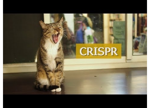 CRISPR基因大革命！【吸貓咪聽科普_EP1】