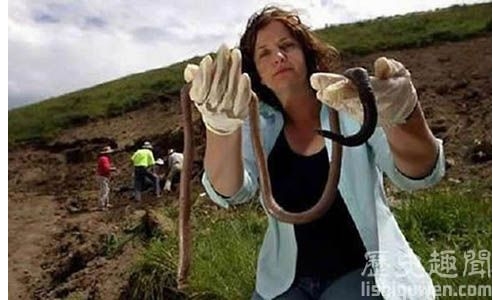 世界上最長的蚯蚓竟長達3米!