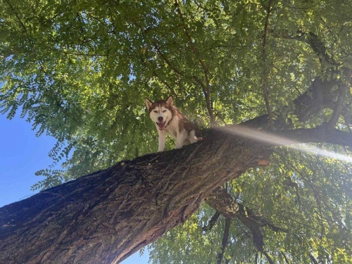 全網笑翻！為追松鼠「衝上樹」卡住 哈士奇受困糗樣曝光