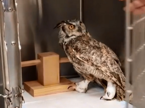貓頭鷹「故障了」！ 倒頭栽奇葩影片曝光