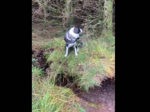 畫面曝光！風暴襲英國地動山搖 整片森林連根被吹起