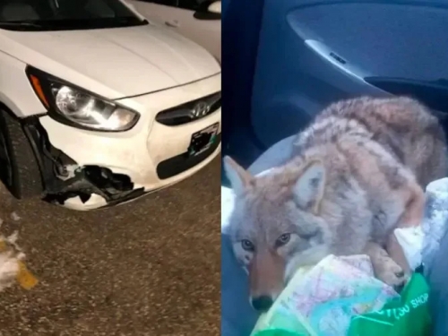 男子開車撞到哈士奇！同事傻眼：牠不能上車