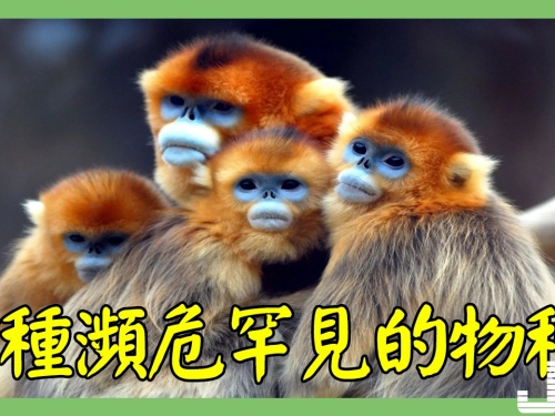 5種瀕危罕見的物種，第3種在中國野外近乎滅絕