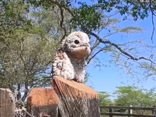 以為是奇異木頭 下秒「鬼鳥」瞪眼張巨嘴狂叫她嚇壞