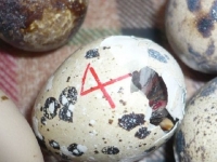 超市買一盒鵪鶉蛋　結果竟真的孵出…