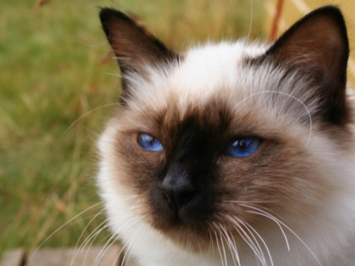 什麼品種貓最長命？英國研究：伯曼貓和緬甸貓