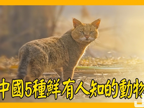 中國5種鮮有人知的動物，第3種現已瀕臨滅絕
