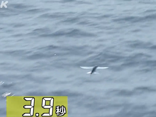 一「飛」沖天！魚在空中滑翔45秒 破金氏世界紀錄