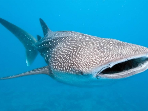 太驚人！世界最大鯊魚私密曝光 眼球上全是牙齒