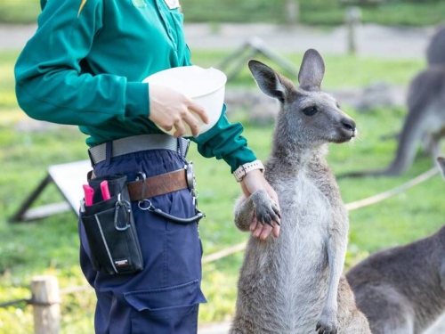 日本飼育員解說袋鼠竟 「牽手手」 畫面萌翻16萬人