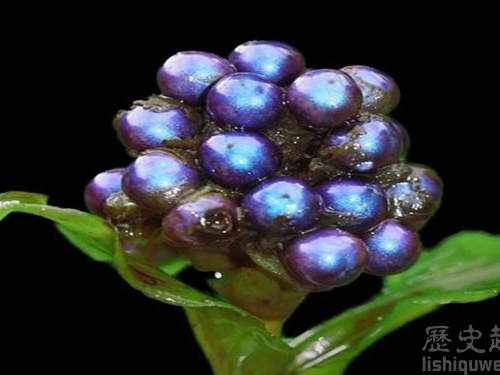 世界上色彩最豐富的植物！