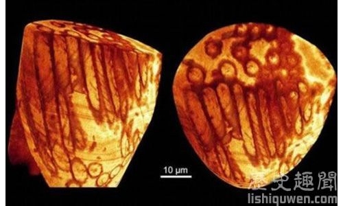 世界上最老的精子:距今1700萬年!