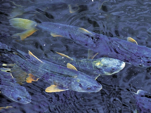 湟魚洄遊產卵奇觀 重現青海湖
