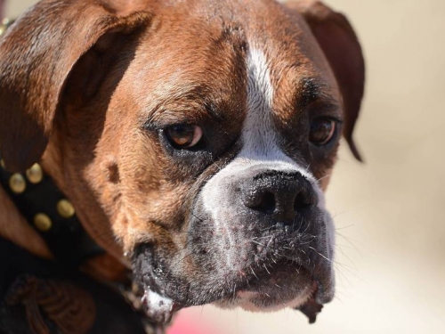 拳師犬嘔吐、食慾不振！ 送醫才發現吞了16顆「高爾夫球」