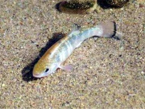大漠中的“沙漠魚”，50000年前的倖存者，最終還是輸給了人類