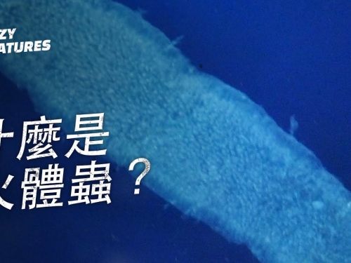 什麼是火體蟲？| 奇怪動物紀錄片