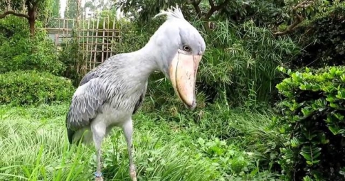 世界上最懂禮貌的鳥,？卻是鱷魚一大勁敵,不把鱷魚放在眼裡